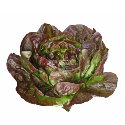 Laitue « Brune d'Hiver » cultivée à partir de graines hydroponiques de MP Seeds