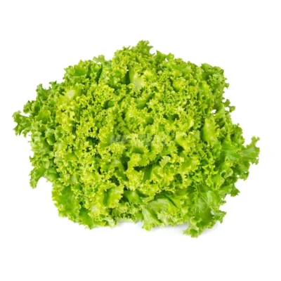 Tête de laitue Lollo Green cultivée à partir de graines hydroponiques de la marque MP Seeds.