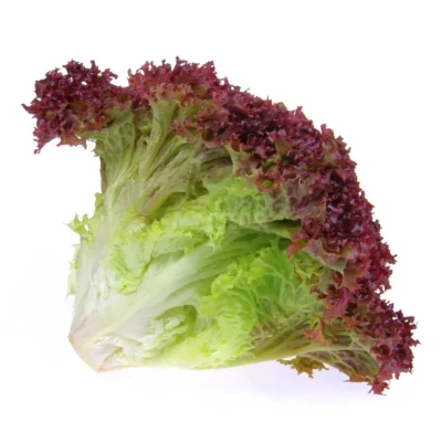 Tête de laitue Lollo Rouge cultivée à partir de graines hydroponiques de la marque MP Seeds.