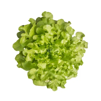Salade verte « Bowl » cultivée à partir de graines hydroponiques de la marque MP Seeds.