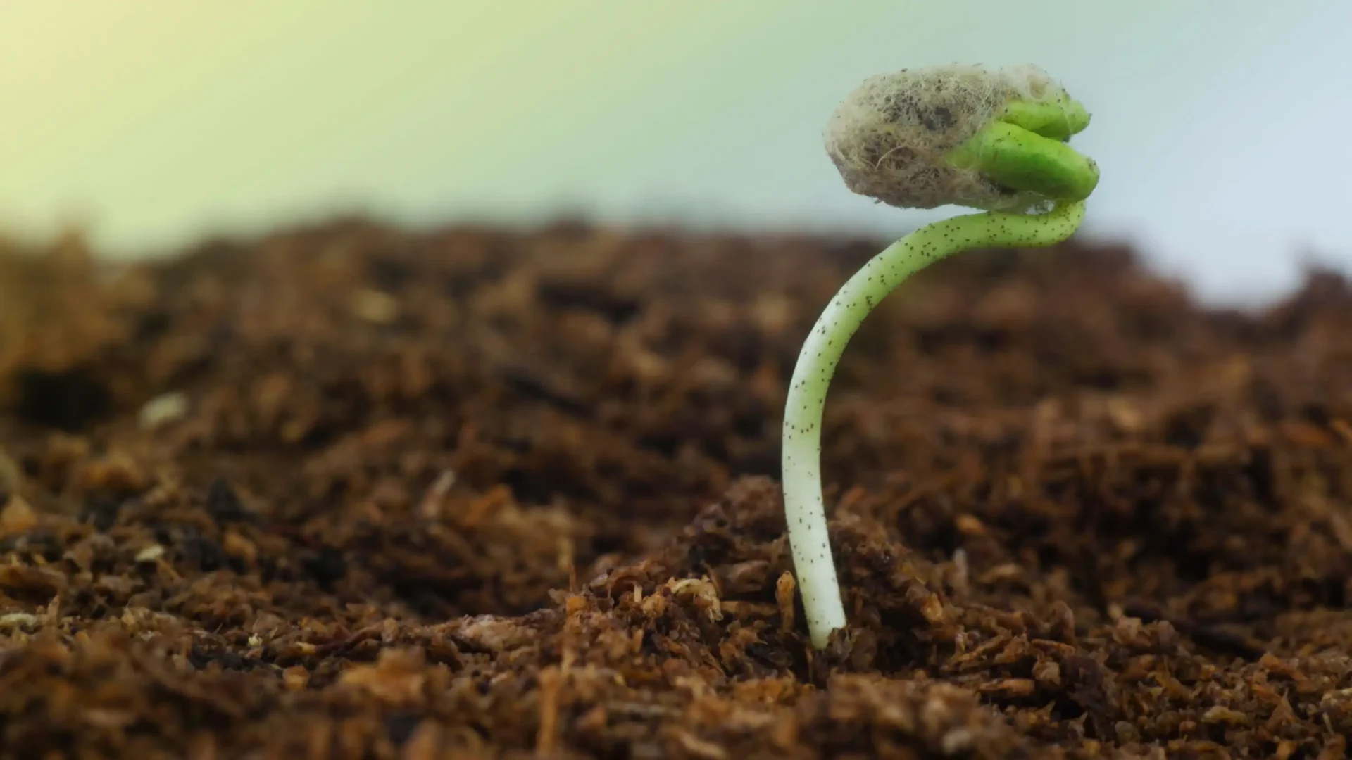 Explications sur la garantie de germination : procédures de réclamation de MP SEEDS
