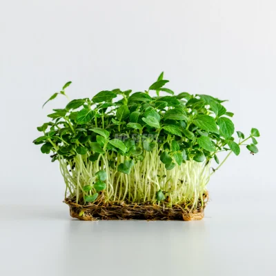 Micro-pousses de Perilla Shiso verte cultivées à partir de graines MP SEEDS.