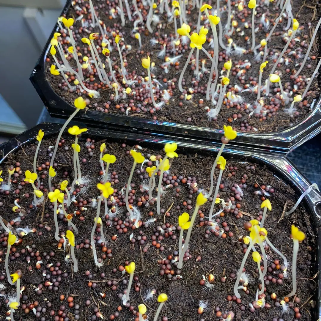 La photo montre une faible germination des graines.