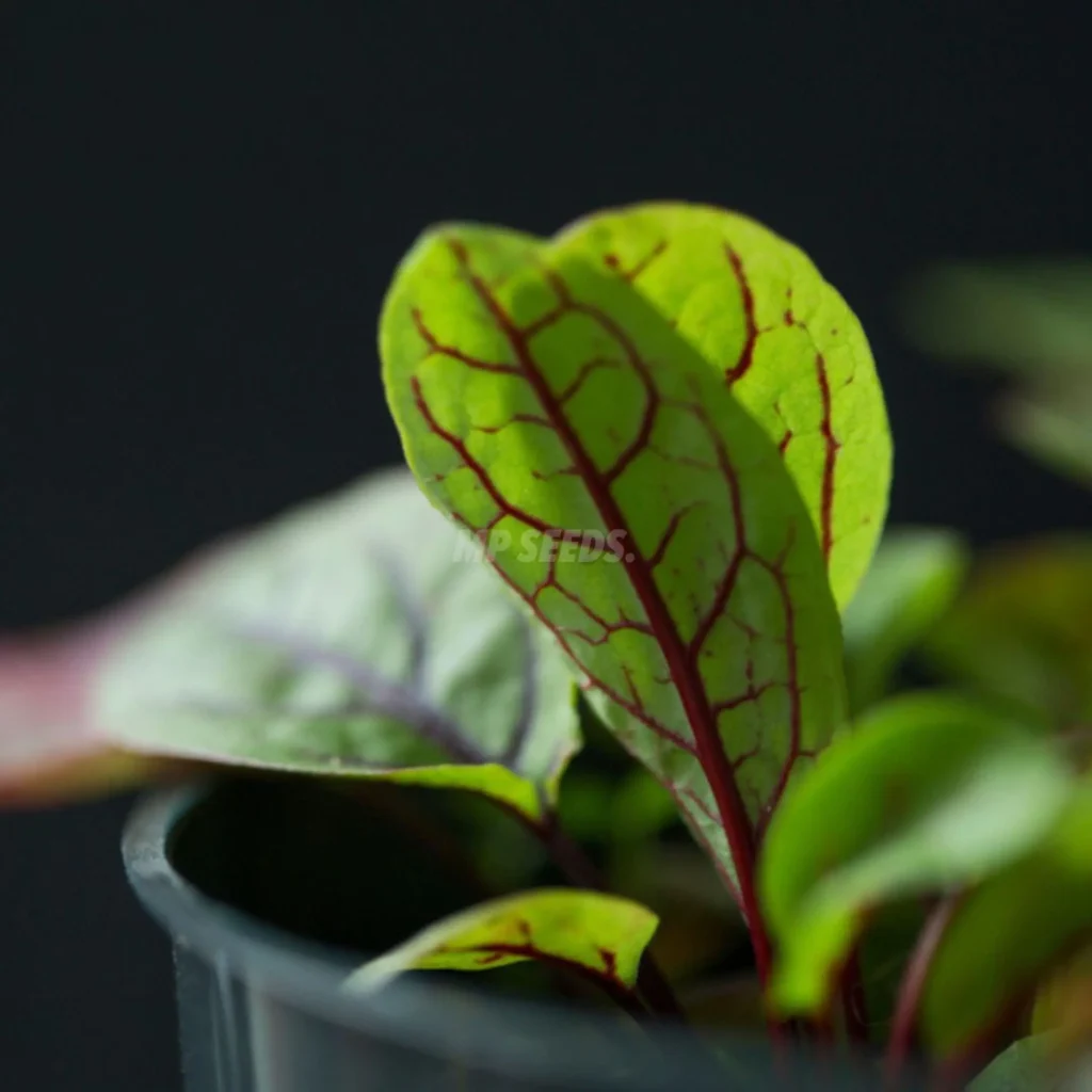 Micropousses d'oseille aux nervures rouges