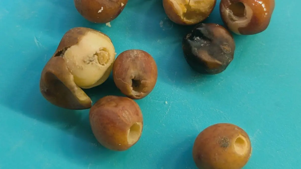 Y a-t-il des insectes dans vos graines de pois ? La vérité sur les charançons des pois et des micro-pousses
