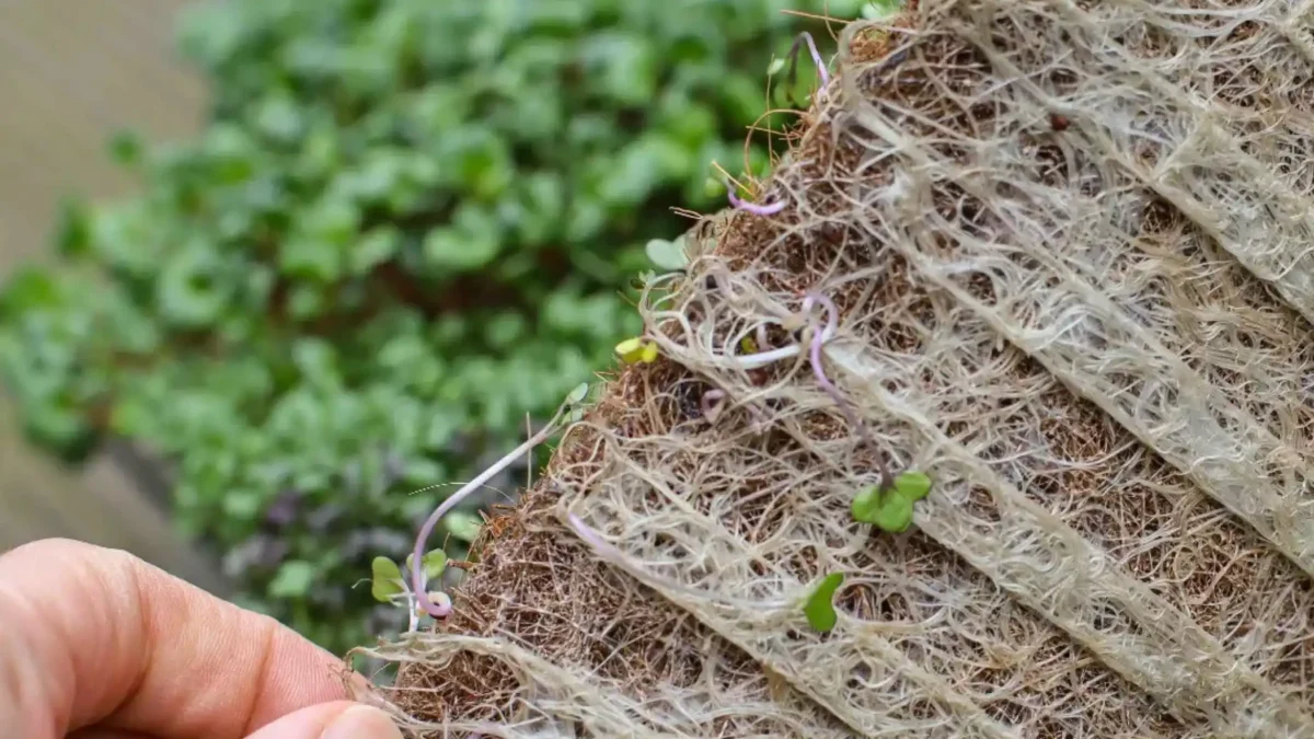 Coco mat with microgreens roots.