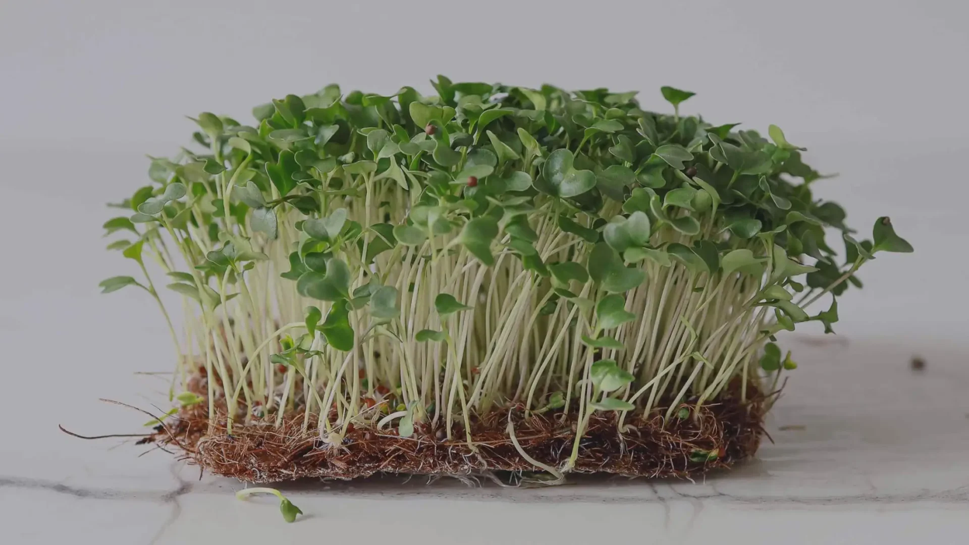 Le pouvoir des micro-pousses de brocoli : exploiter leur potentiel pour la santé et les plaisirs culinaires