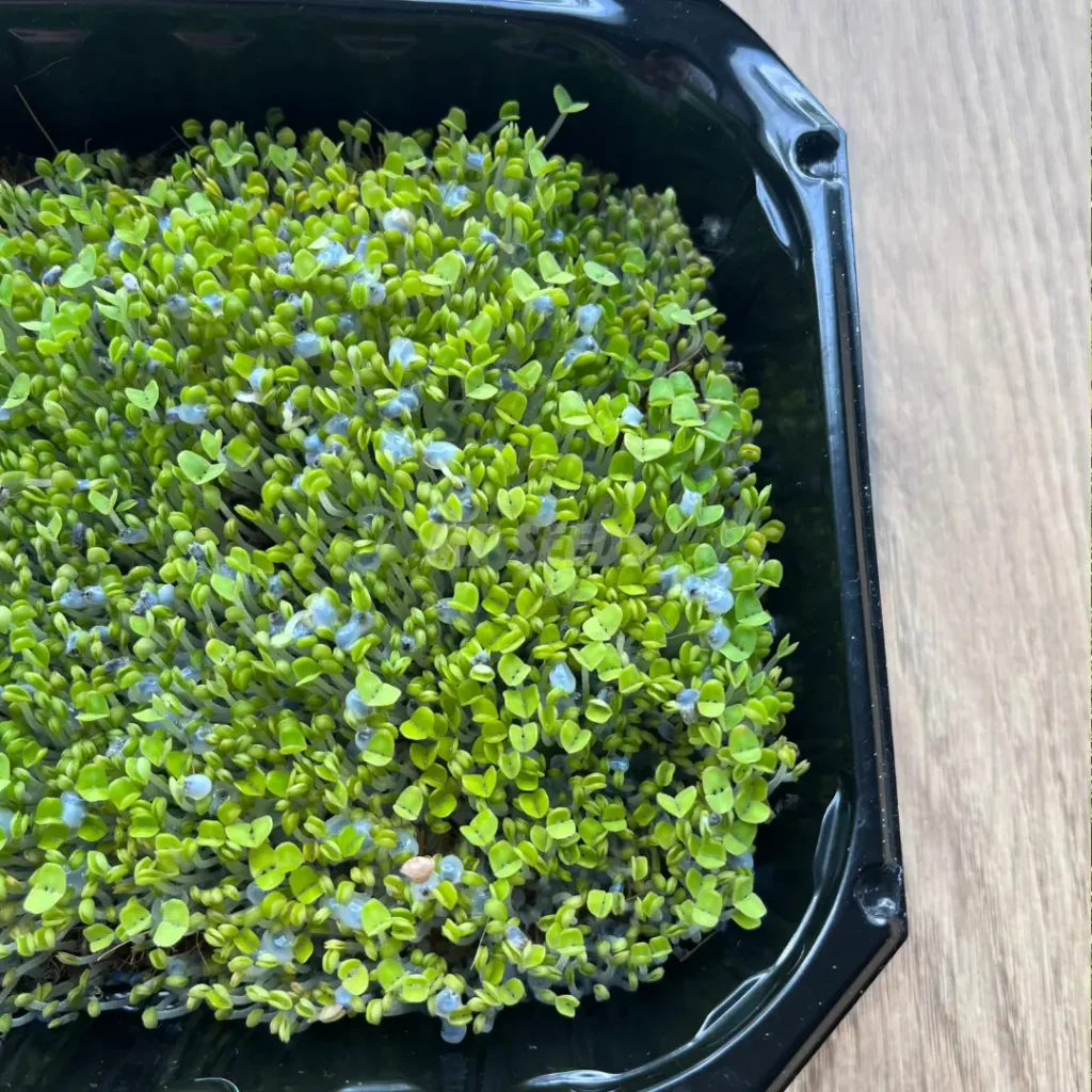 Basil seeds surrounded by a gelatinous coating