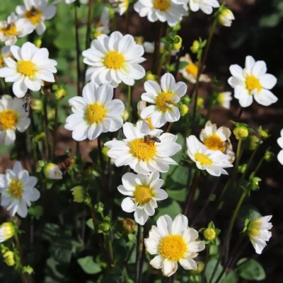 Dahlia fleurs