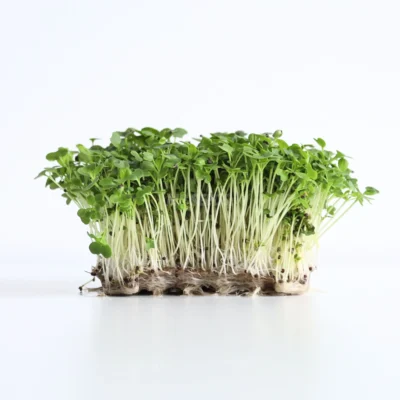 Micropousses de Tatsoi cultivées à partir de graines MP SEEDS.
